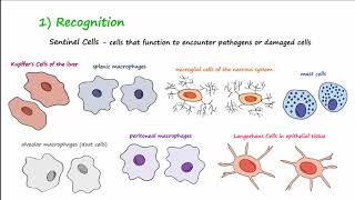 The Inflammatory Response [upl. by Kerns]