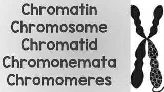 What is Chromatin ChromosomeChromatidChromonemataChromomere [upl. by Alverta]