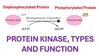 Kinases its function and different types [upl. by Aehr]