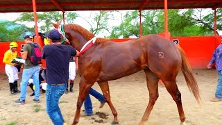 CARRERAS DE CABALLOSSEMIFINAL EL CHULO [upl. by Aniuqahs859]