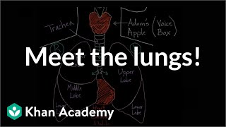 Meet the lungs  Respiratory system physiology  NCLEXRN  Khan Academy [upl. by Somisareg]