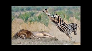 POWERFUL KICK OF ZEBRA TO LIONESS TO DEFEND ANOTHER ZEBRA [upl. by Picardi]