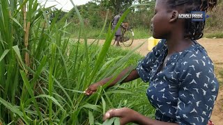 Village life in Uganda AFRICA [upl. by Liartnod218]