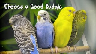 How to Choose a Good Budgie [upl. by Anabella]