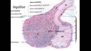 Histologia do Sistema Endócrino [upl. by Nihahs]