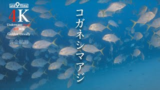 【YouTube魚図鑑 】コガネシマアジ  Golden Trevally [upl. by Innoc]