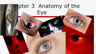 SCLERA ANATOMY basic concept to undrstand pathology [upl. by Flossi]