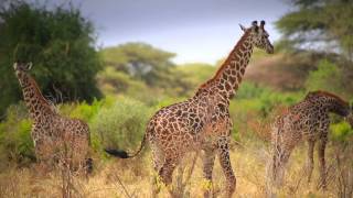 Tanzania Tourism Unforgettable Tanzania [upl. by Alwitt]