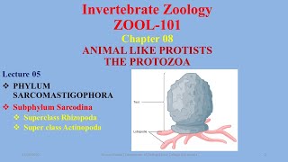 Subphylum Sarcodina Superclass Rhizopoda Actinopoda Heliozoans Actinopoda Amoeba [upl. by Erle]