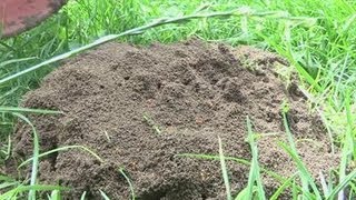 How To Eliminate Ants From Your Garden [upl. by Aisanahta]