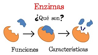 💥 ¿Qué son las Enzimas 💥 Fácil y Rápido  BIOLOGÍA [upl. by Adnalro574]