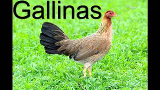 Gallinas Finas Seleccion Reproduccion Cria Razas Y Lineas [upl. by Ingaberg]