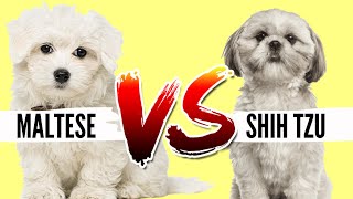 Maltese VS Shih Tzu Which Breed is Best For You [upl. by Sonnie]