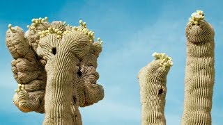 The Mysterious Crested Saguaro [upl. by Pearman]