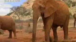 Wild African elephant with attitute  BBC wildlife [upl. by Kurtz]