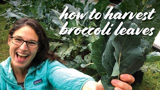 Harvesting Edible Broccoli Leaves 5 TIPS [upl. by Earas]