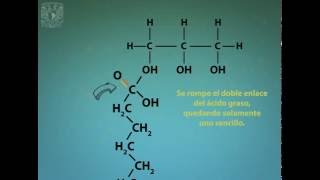 ¿Cómo se forman los triglicéridos [upl. by Lynnette]