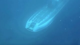 Spooky moment Submarine passes beneath scuba divers [upl. by Amsed701]