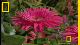 Bee vs Jumping Spider  National Geographic [upl. by Jonis402]