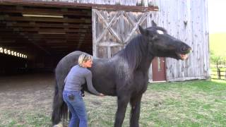 Dialoging with your horse mindfully [upl. by Mutz]