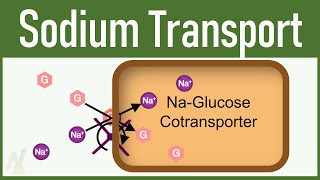 12 Sodium Transport in Tubular processing 3D [upl. by Okiruy]