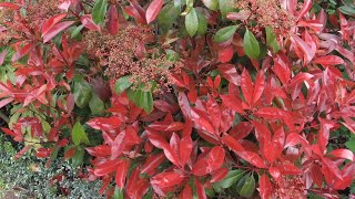 Photinia red robin spring or summer trim  prune [upl. by Axela689]