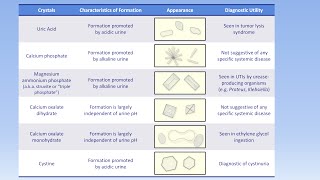 Interpretation of the Urinalysis Part 3  Microscopy and Summary [upl. by Ennairol]