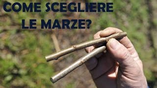 Come Scegliere Marze Innesto Olivo 🌱 🫒 [upl. by Currier]