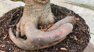 Bonsai From Field Grown Material [upl. by Allwein]