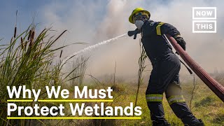 Why We Must Protect Wetlands [upl. by Emile]