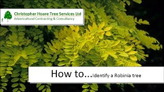 How to identify a Robinia Tree [upl. by Annahsor]