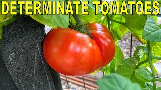 5 Reasons Why DETERMINATE TOMATOES Are BETTER Than Indeterminate [upl. by Wareing]