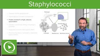 Staphylococci – Microbiology  Lecturio [upl. by Ayatahs736]