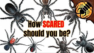 How Dangerous are Australian Spiders REALLY [upl. by Repsaj]