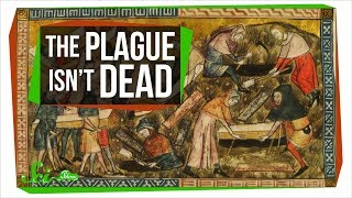 Why the Bubonic Plague Still Exists Today [upl. by Nelaf]