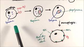 AS Biology  Phagocytosis OCR A Chapter 125 [upl. by Sylvia]