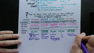 Intro to Microbiology and Human Pathogens [upl. by Ahsel]