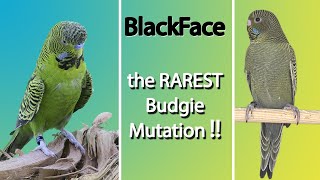 The RAREST Blackface budgie mutation EXISTS learn everything about it [upl. by Nnail]