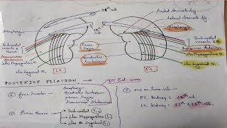 Kidney Anatomy Posterior Relation  TCML [upl. by Adaval]