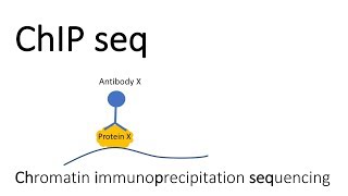 ChIP seq  Chromatin Immunoprecipitation sequencing [upl. by Eyot]