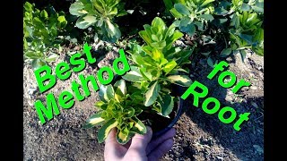 The best Method to Root Euonymus Goldbolwi [upl. by Cordy80]