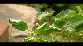 Tips to grow Yanai Nerunjil pedalium murex  herb at your terrace  Poovali  News7 Tamil [upl. by Den]