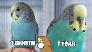 How to Determine the Age of Your Budgie [upl. by Elnukeda]