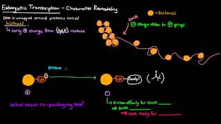 Chromatin Remodeling in Eukaryotes [upl. by Airel]