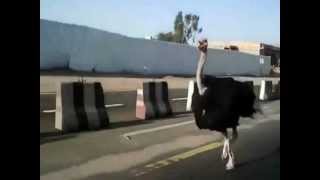 Ostrich Runs in Traffic [upl. by Lukash]