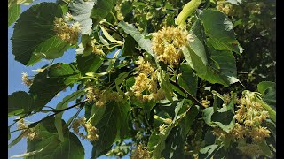 Linden Tree Flower Tea and Nourishing Infusion [upl. by Osanna]