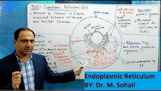 Endoplasmic Reticulum [upl. by Dre]