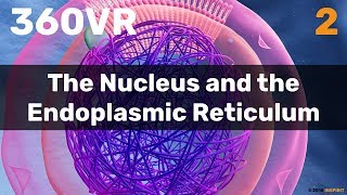 Chapter 2 The Nucleus and the Endoplasmic Reticulum [upl. by Tuneberg]