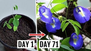 How to Grow amp Care for Butterfly Pea Plant Complete Growing GUIDE [upl. by Delaney]