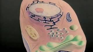 Nucleus Cytoplasm Membrane [upl. by Arraes718]